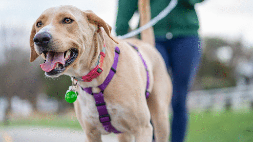 Senior Dog Hip Arthritis Exercise Plan