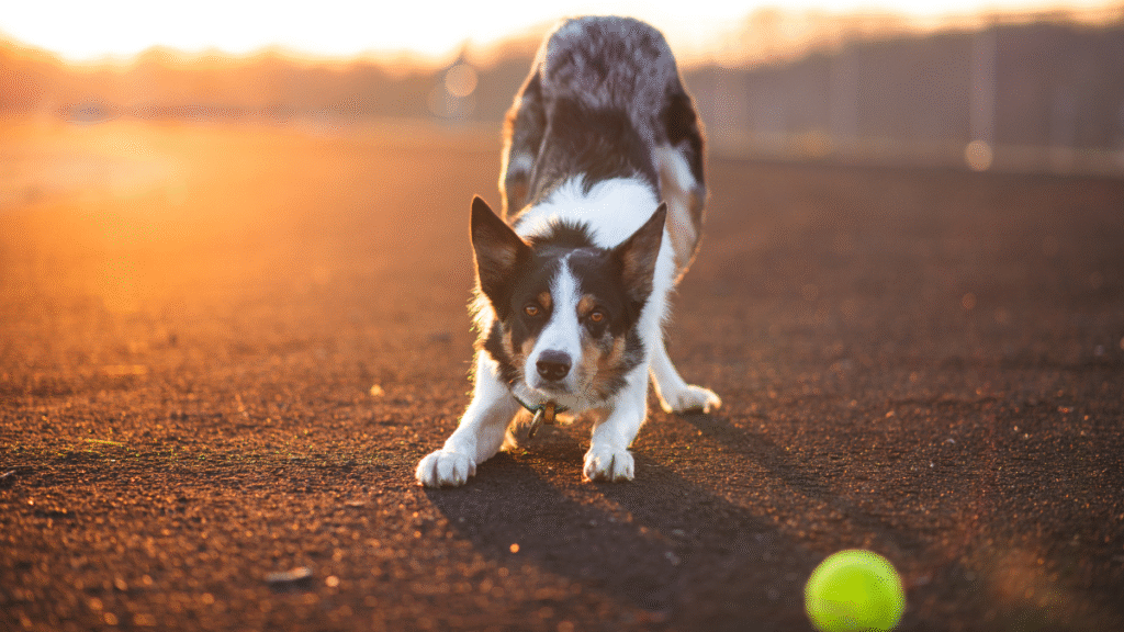 Senior Dog Hip Arthritis Exercise Plan