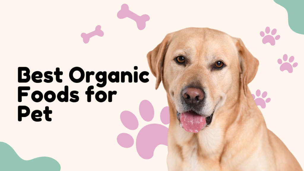 The Best Organic Foods for a Healthier and Happier Pet