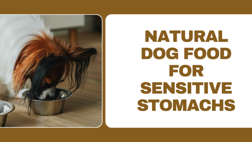 Best Natural Dog Food for Sensitive Stomachs