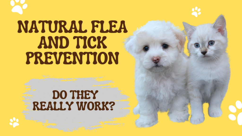 Natural Flea and Tick Prevention
