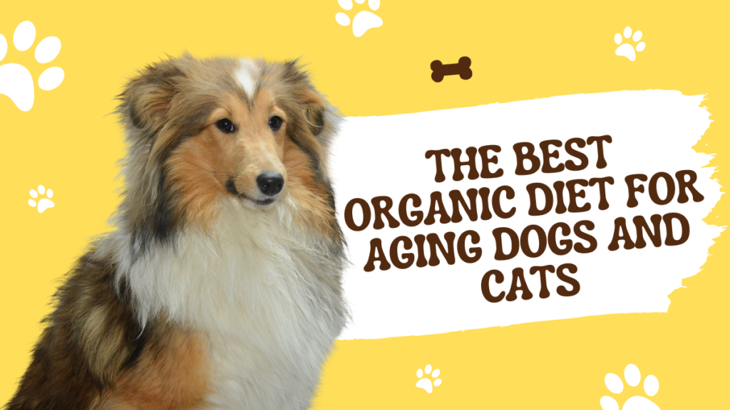 Organic Diet for Aging Dogs and Cats
