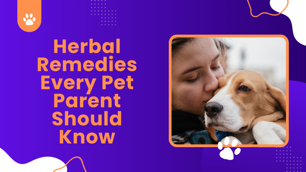 Herbal Remedies Every Pet Parent Should Know