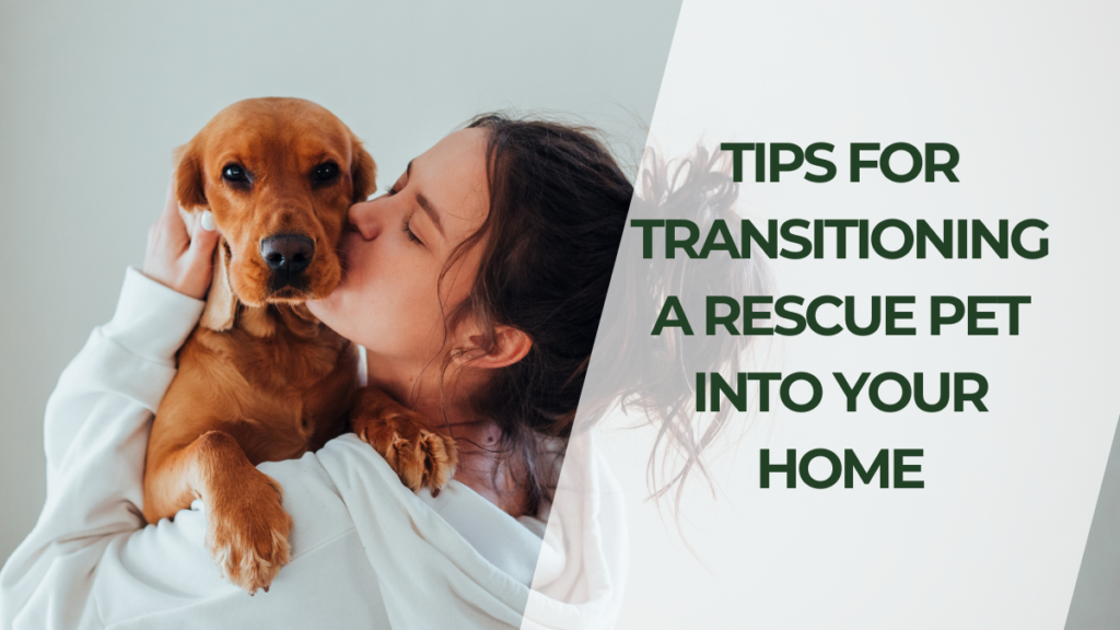 Tips for Transitioning a Rescue Pet into Your Home