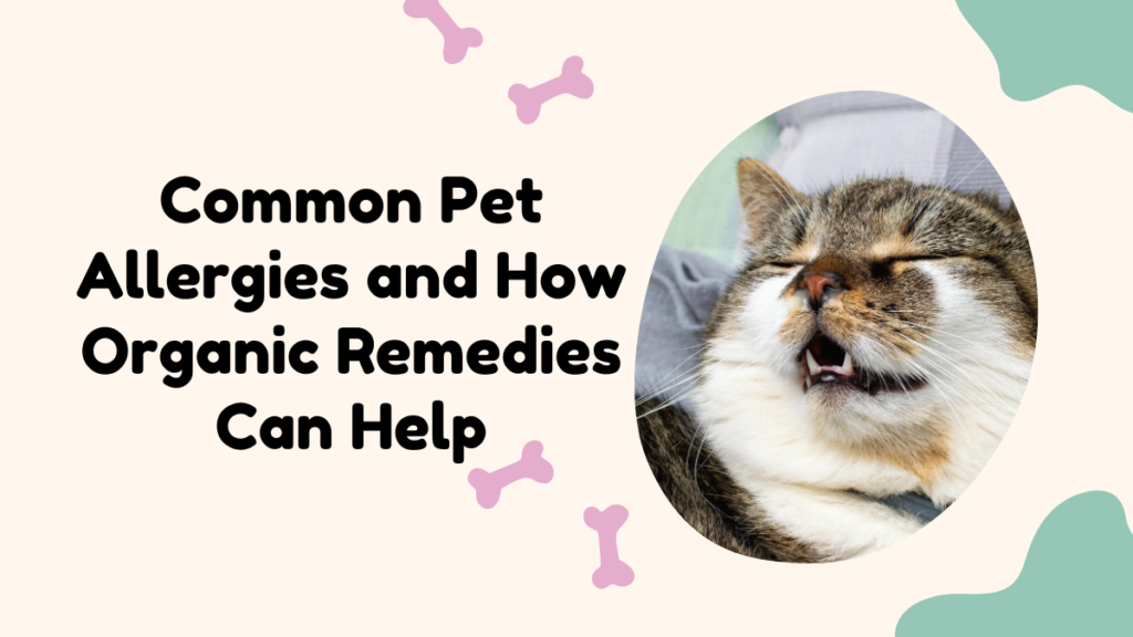 Common Pet Allergies and How Organic Remedies Can Help