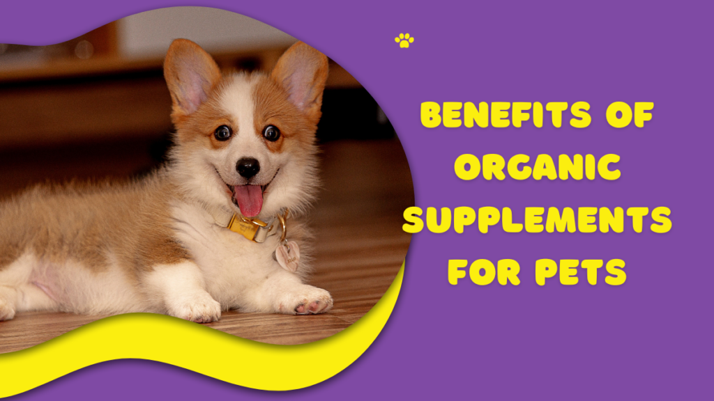 The Benefits of Organic Supplements for Pets