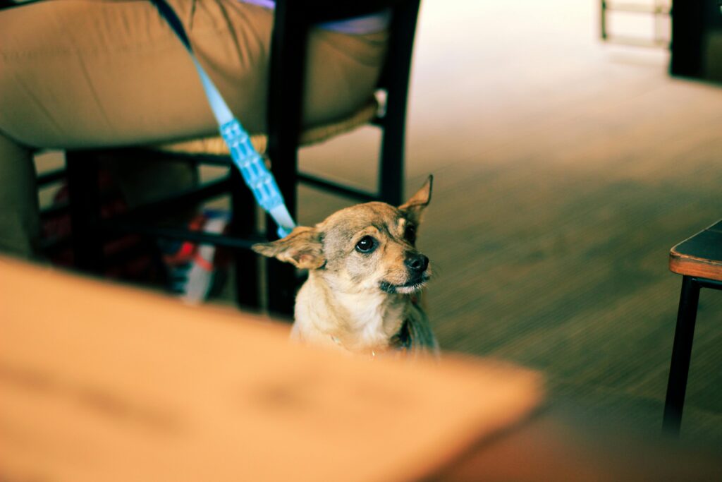 The Best Natural Calming Solutions for Anxious Pets