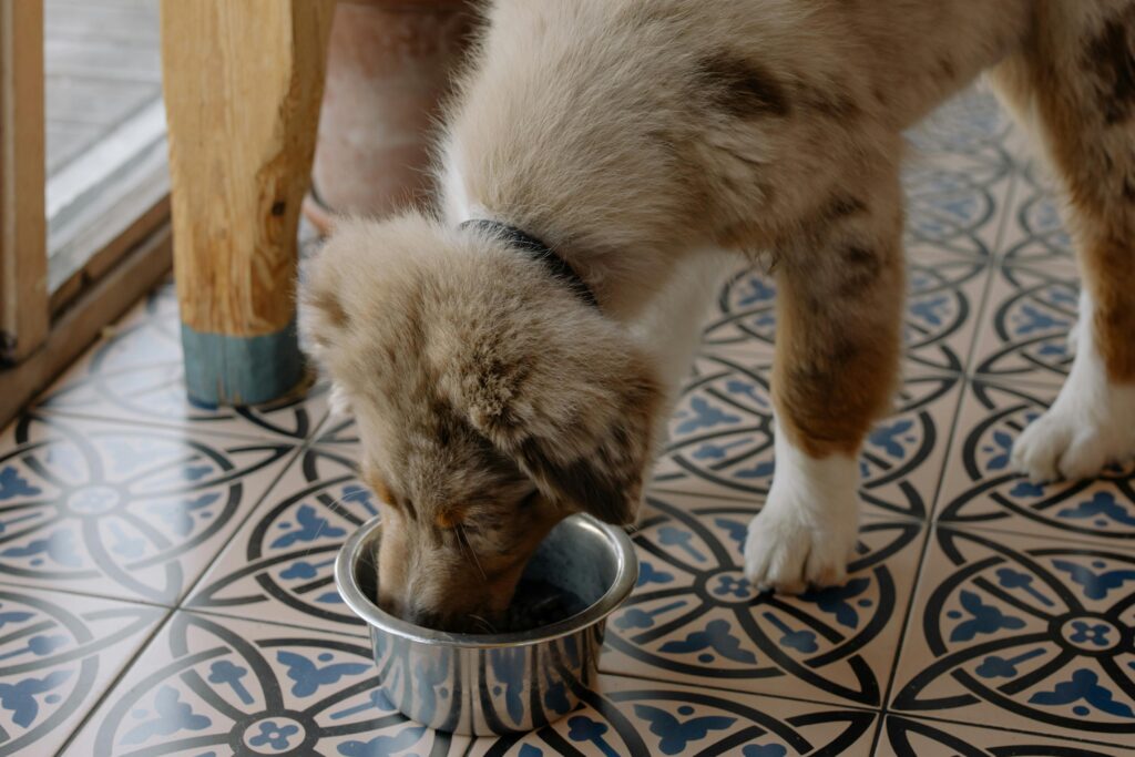 The Problem with Processed Dog Food