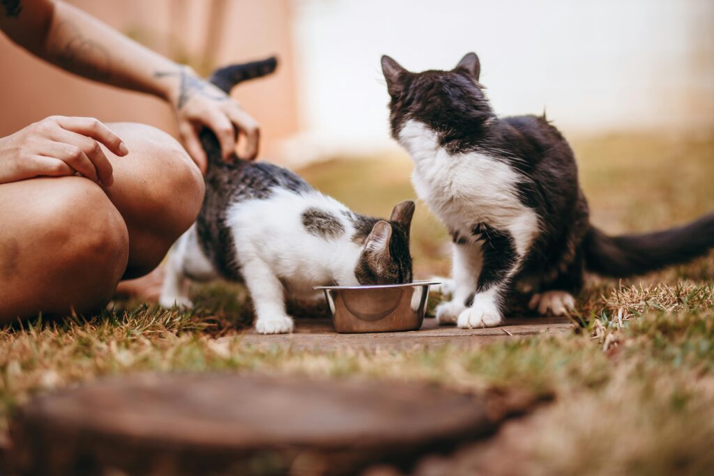 Transitioning Your Senior Pet to an Organic Diet