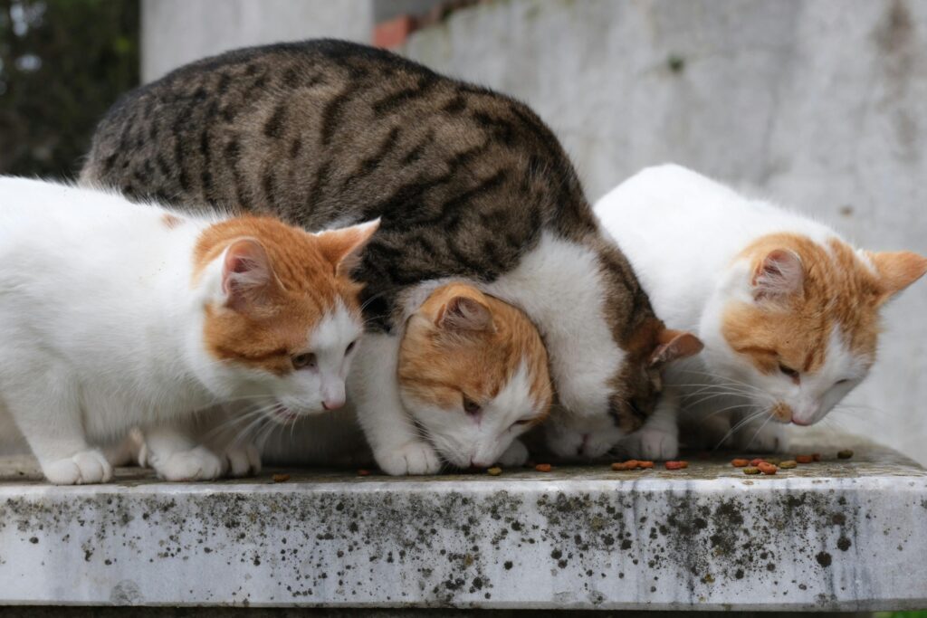 Organic Diet for Aging Dogs and Cats