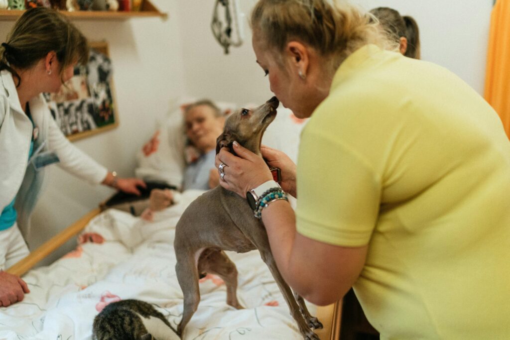 How to Naturally Support Joint Health in Older Pets