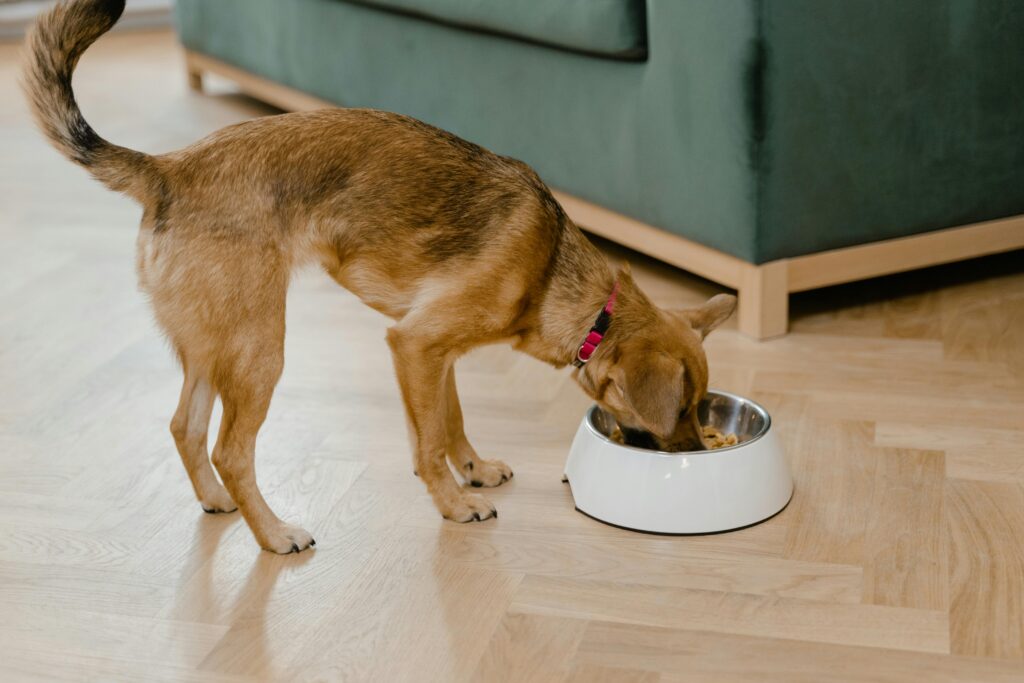 Key Components of a Natural Diet for Behavior