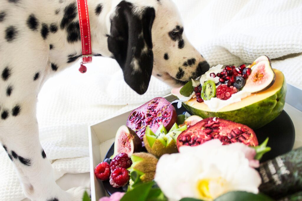 Gut-Brain Connection in Dogs