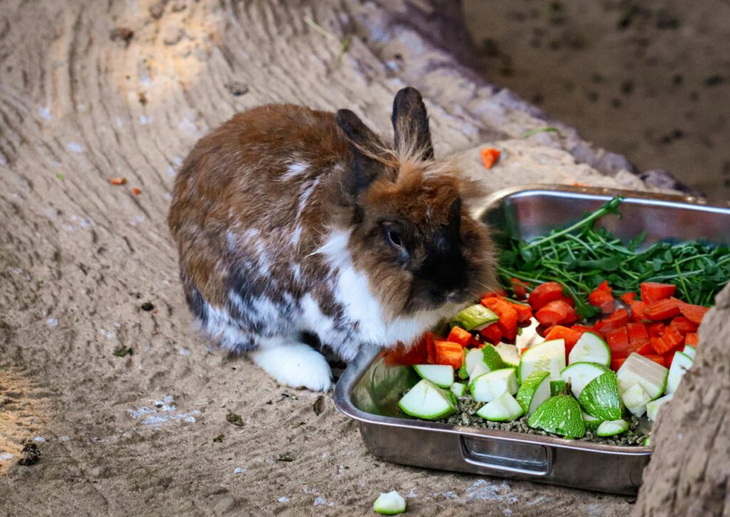 Right Organic Supplements for Your Pet