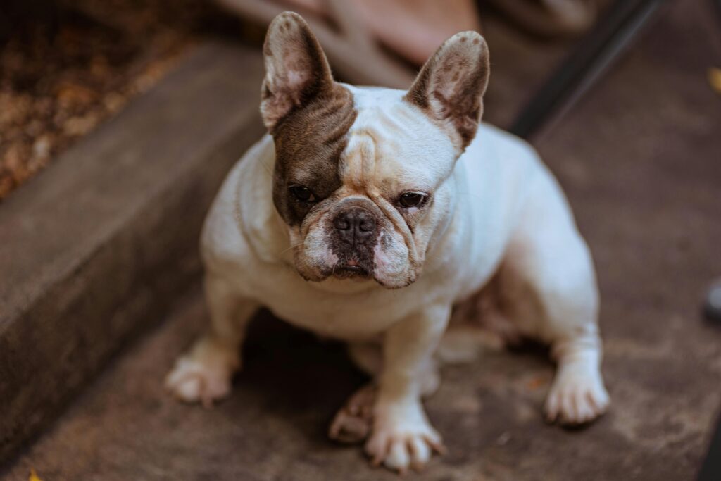 Natural Supplements and Therapies for Anxious Pets