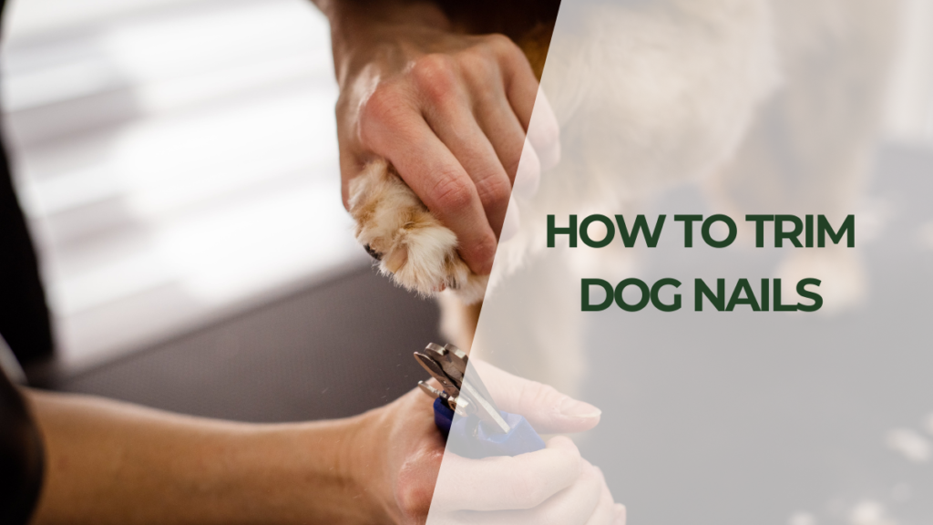 How to Trim Dog Nails