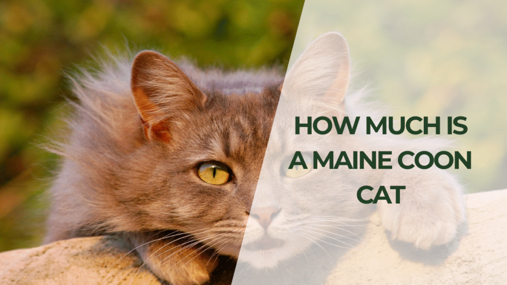 How Much Is a Maine Coon Cat