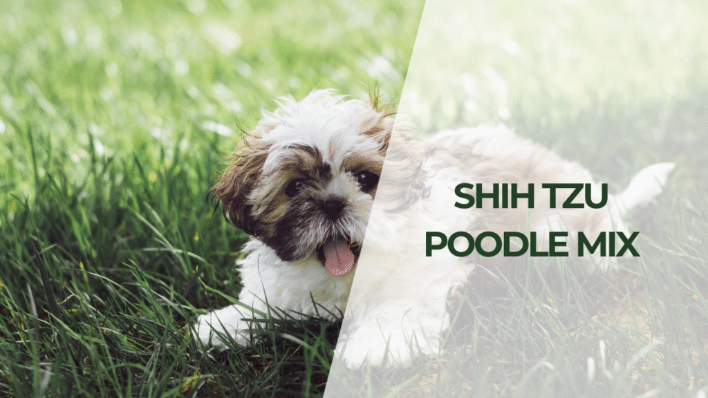 Shih Tzu Poodle Mix