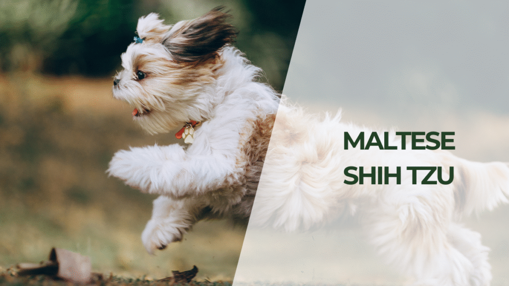 Maltese Shih Tzu