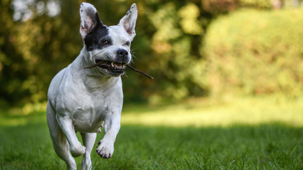 Step-by-Step: How to Train a Puppy to Stop Biting