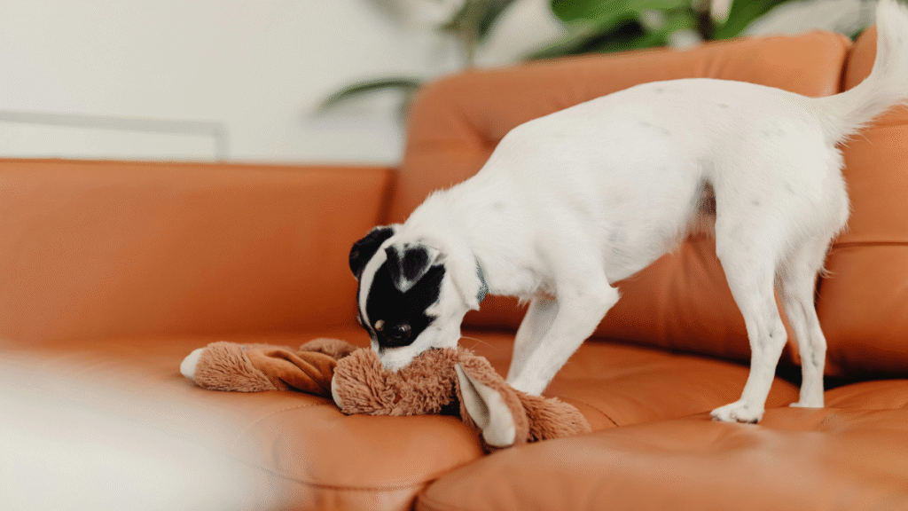 Why Puppies Bite