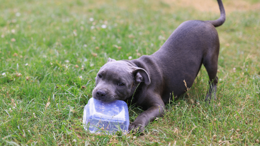 How to Train a Puppy to Stop Biting