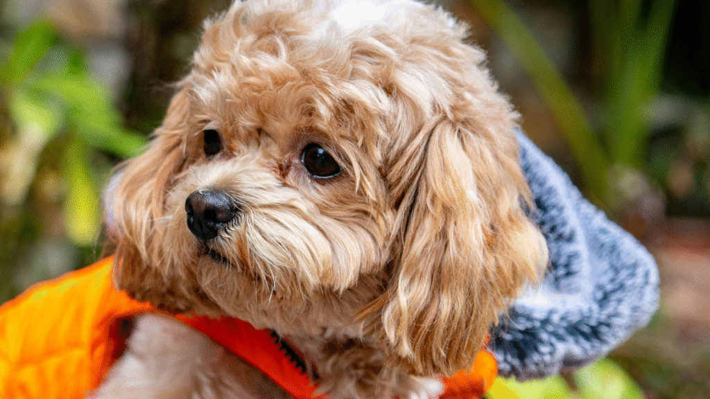 Shih Tzu Chihuahua Mix
