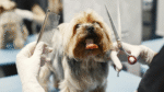 How to Groom a Shih Tzu