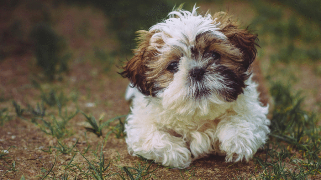 Are Shih Tzu Hypoallergenic