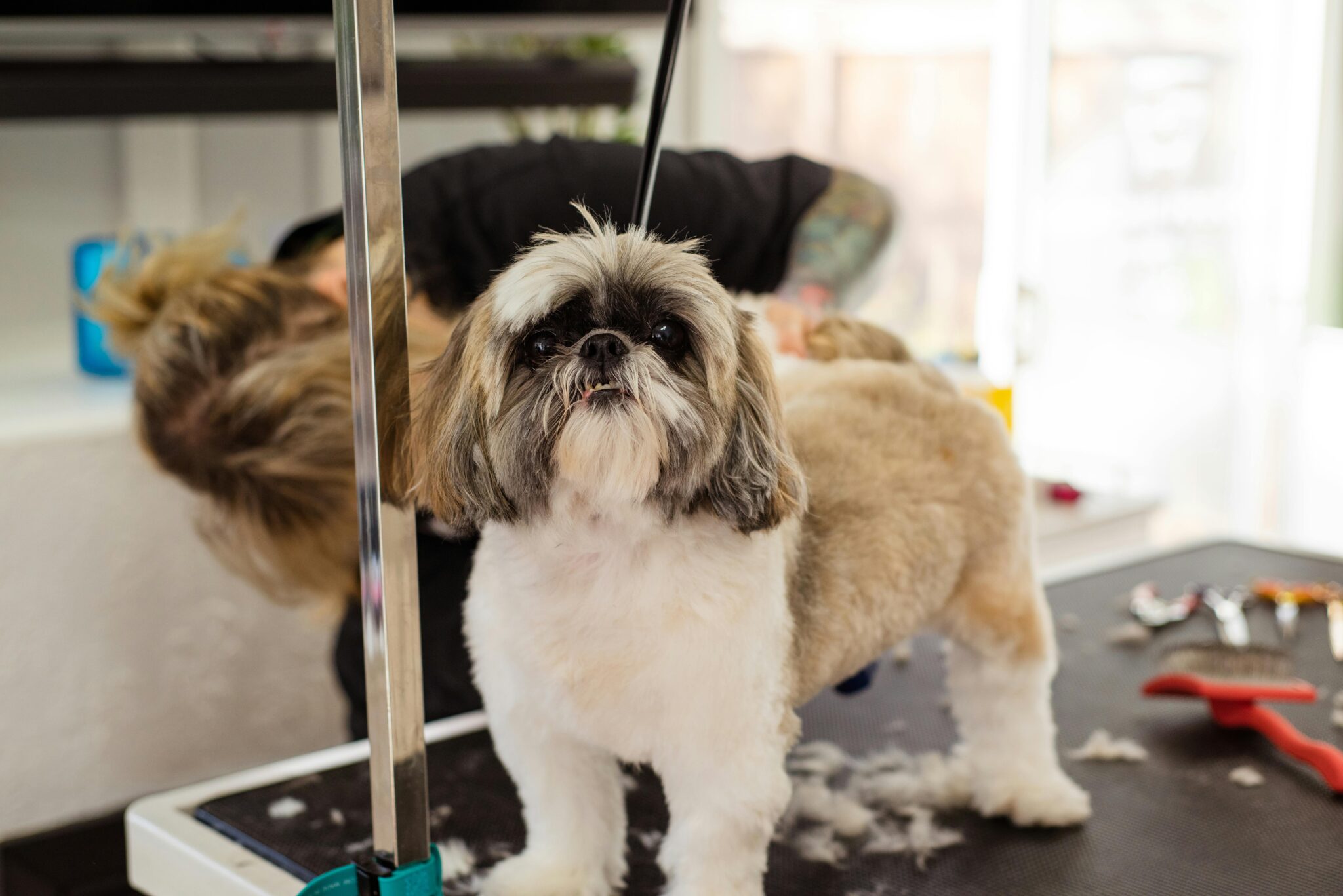 15 Expert Tips on How to Groom a Shih Tzu at Home Avoid These Costly ... - Daily Grooming For Shih Tzus