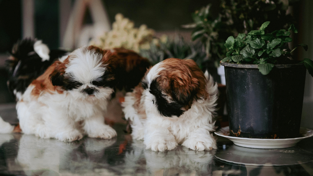 How Much Are Shih Tzu Puppies