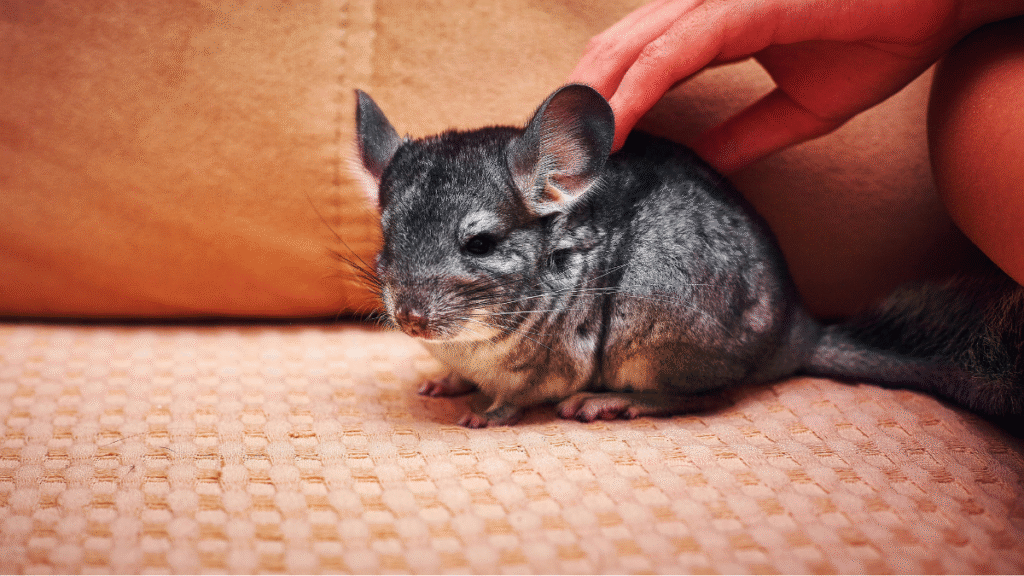 How Much Is a Chinchilla