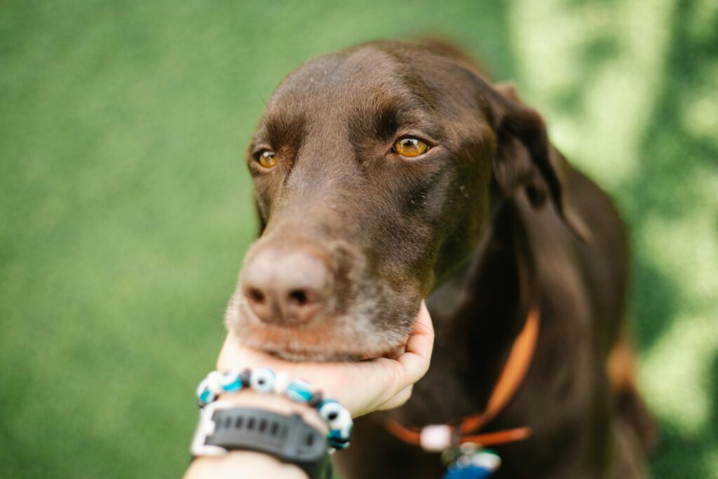 Building a Community Around Natural Pet Care