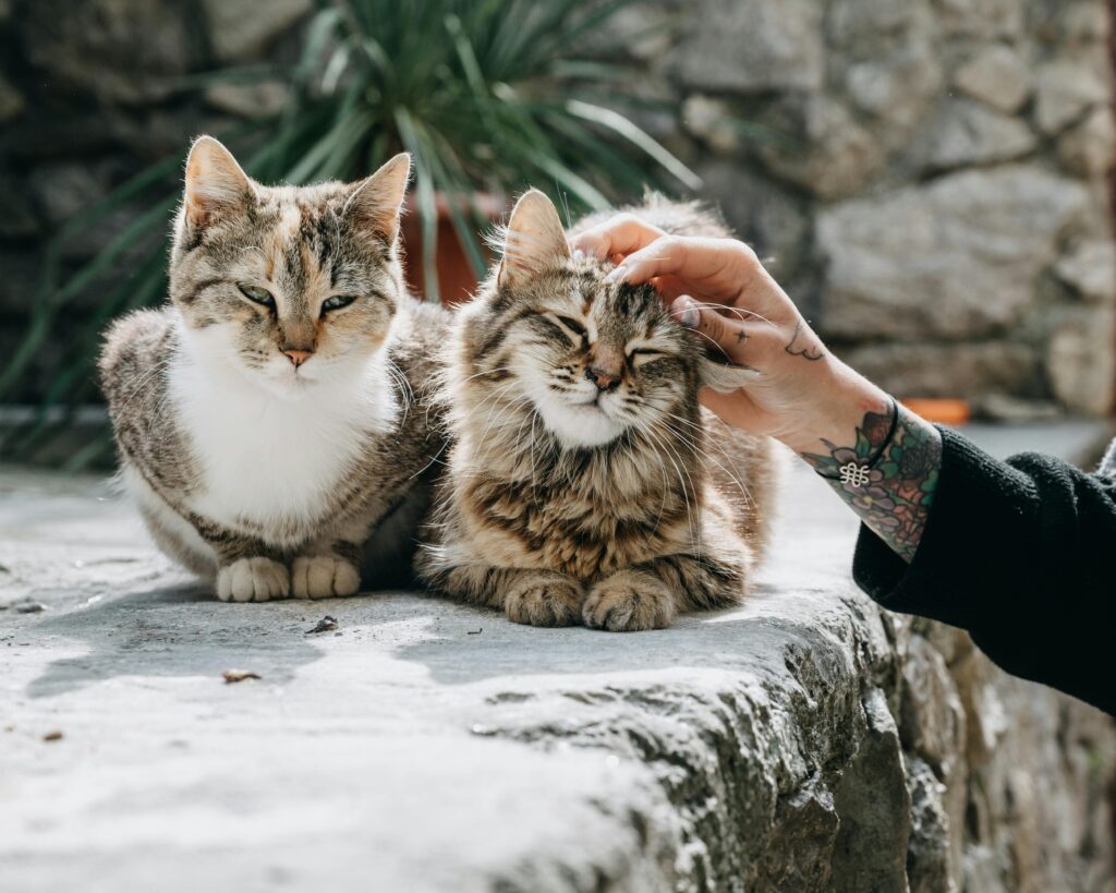 Senior Pets and Natural Care