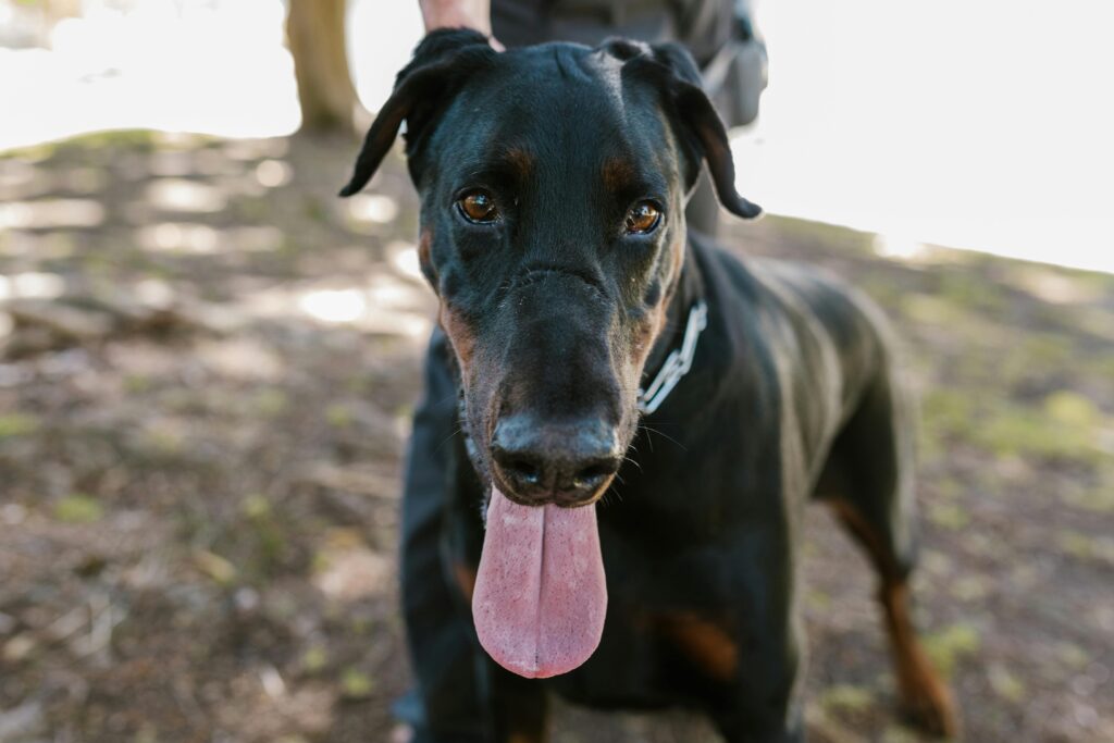 Advanced Natural Pet Care Techniques