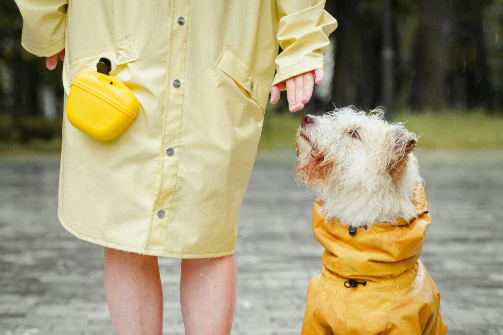 Building Your Natural Pet Care Toolkit
