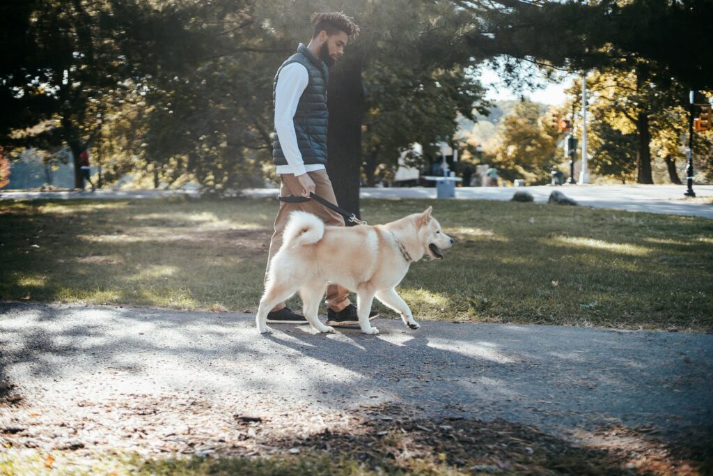 Seasonal Considerations for Natural Pet Care