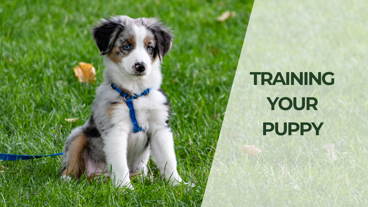Training Your Puppy