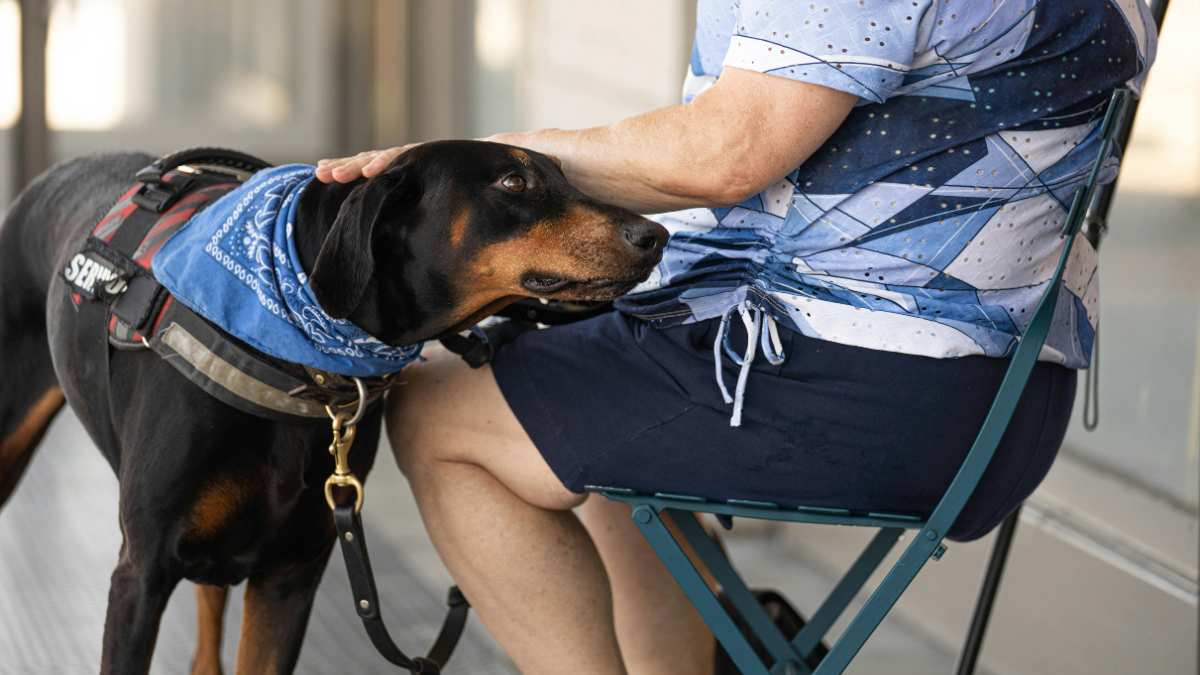 Senior Dog Hip Arthritis Exercise Plan