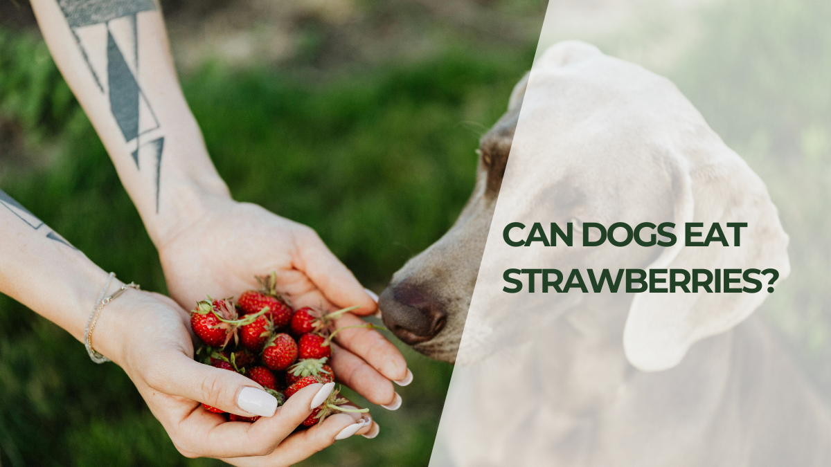 Can Dogs Eat Strawberries