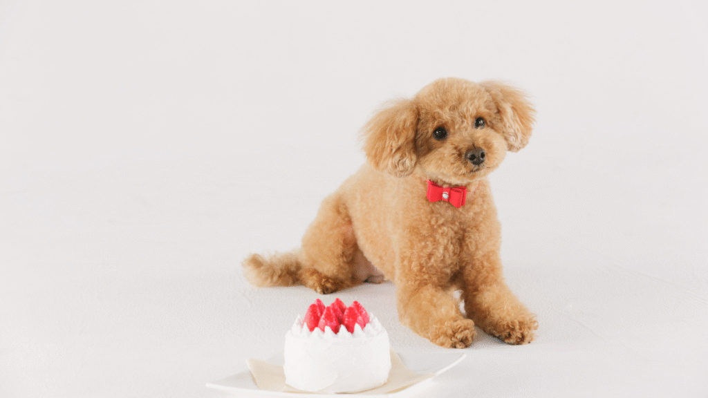 Can Dogs Eat Strawberries