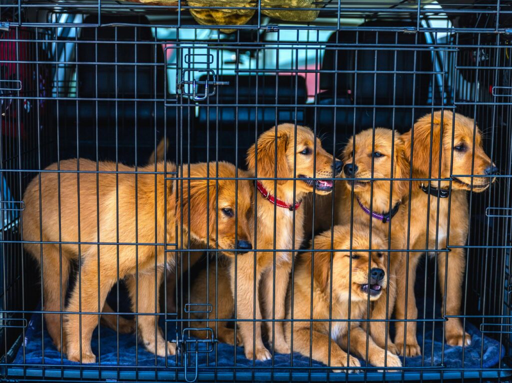 Crate Training Tips for large breed puppies