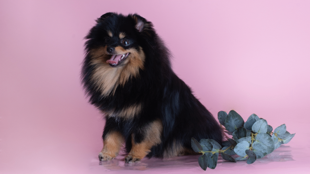 Is Eucalyptus Safe for Dogs