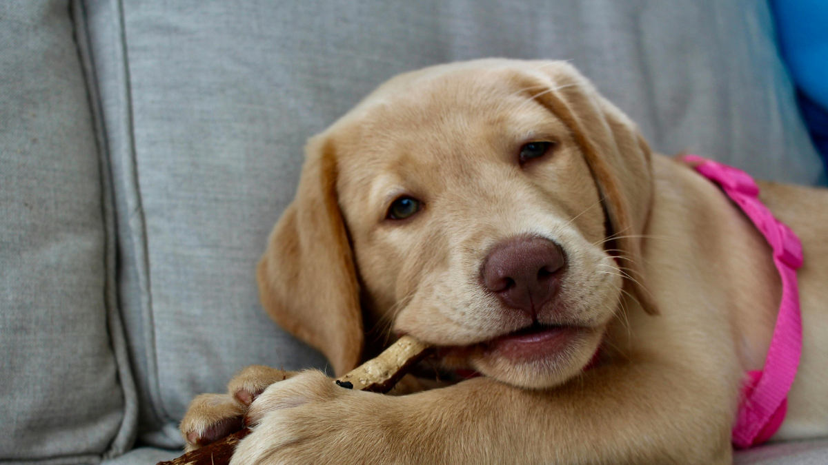 Are Bully Sticks Safe for Dogs