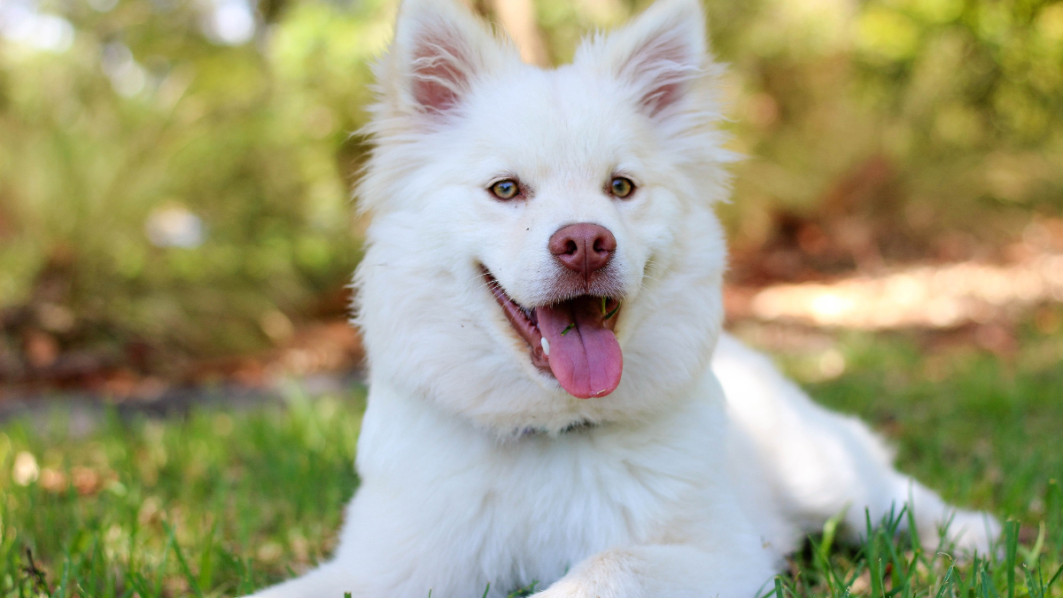 How Much Does It Cost to Cremate a Dog