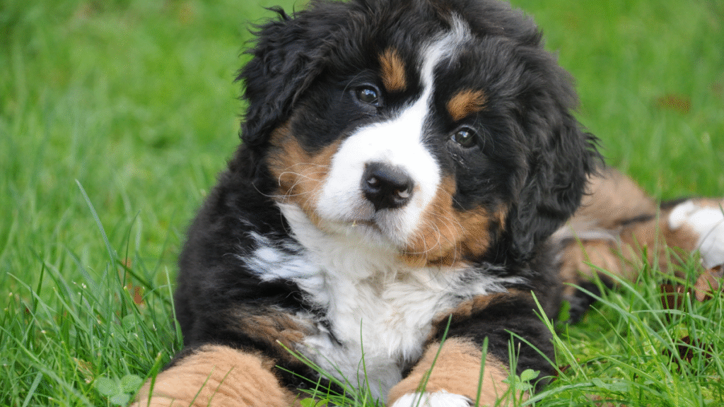 How Much Does It Cost to Cremate a Dog