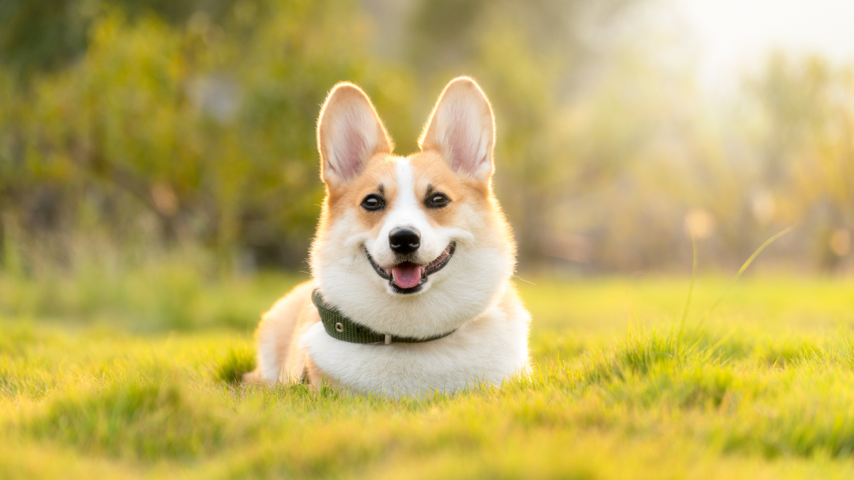 Are Greenies Good for Dogs