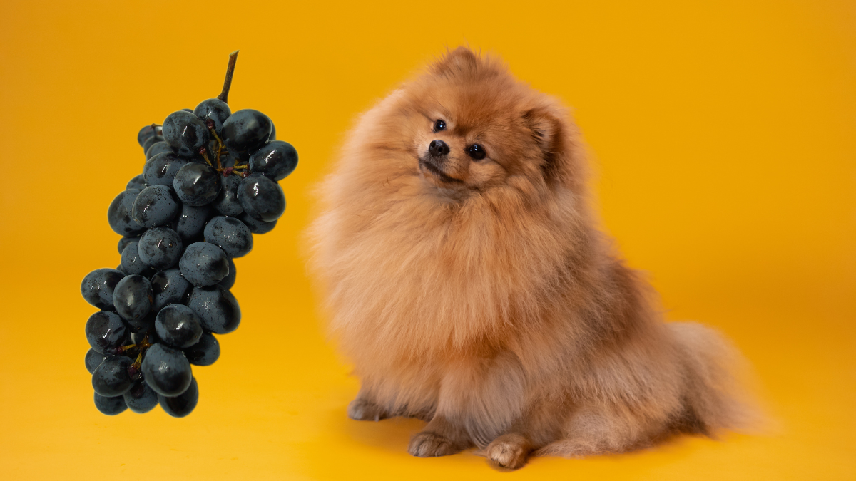 Can Dogs Eat Grapes