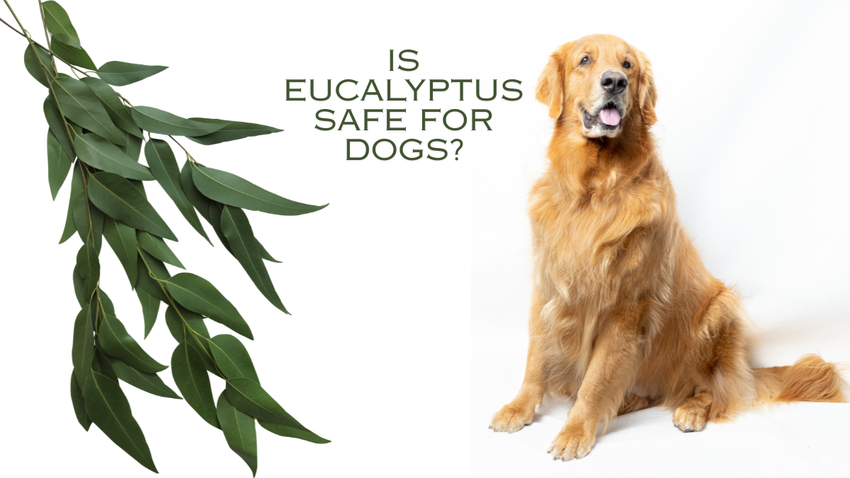 Is Eucalyptus Safe for Dogs