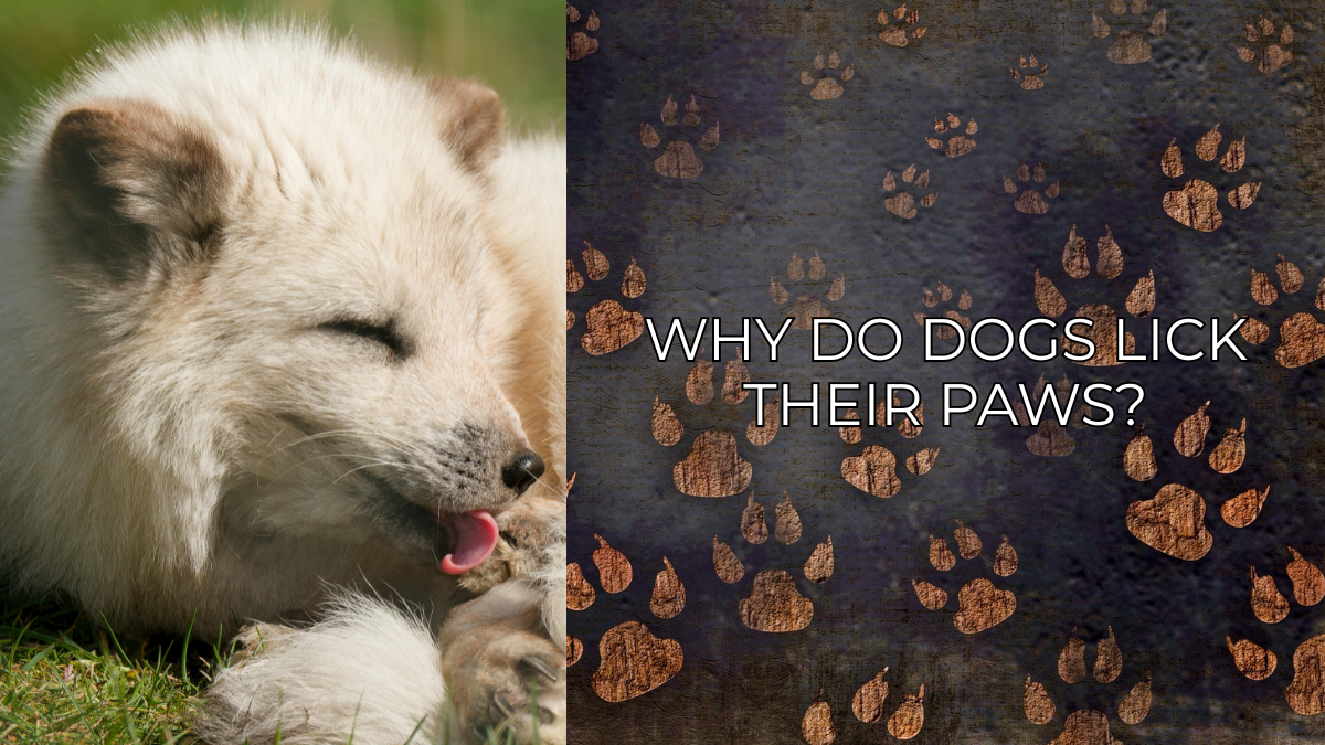 Why do Dogs Lick their Paws